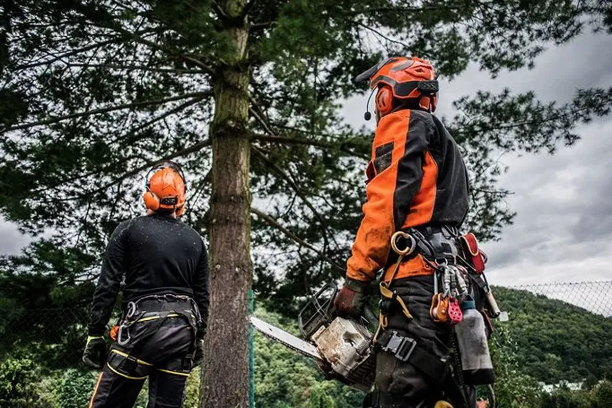 Arborist in full chainsaw PPE preparing to work at height